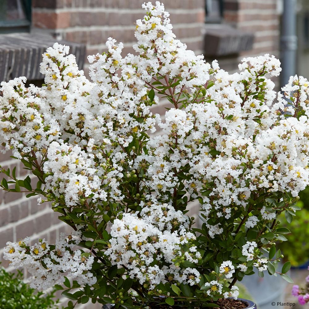 Lilas des indes 'virgin with love' godet de 8/9 cm
