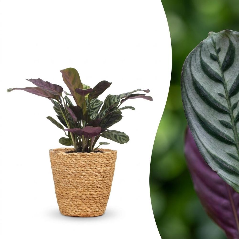 Ctenanthe burle marxii - plante dormeuse - arête de poisson - pot de 12cm
