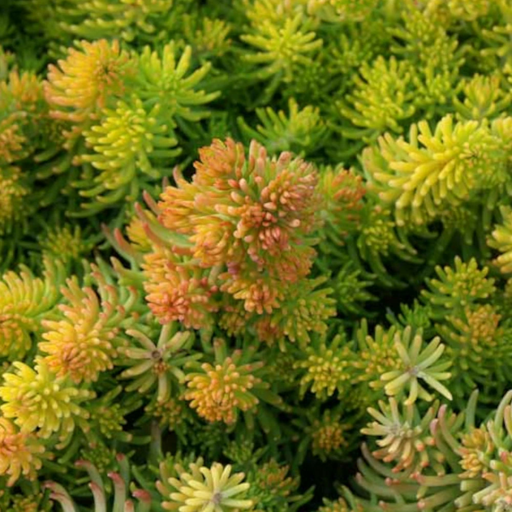 Orpin réfléchi yellow cushion, sedum lot de 5 godets