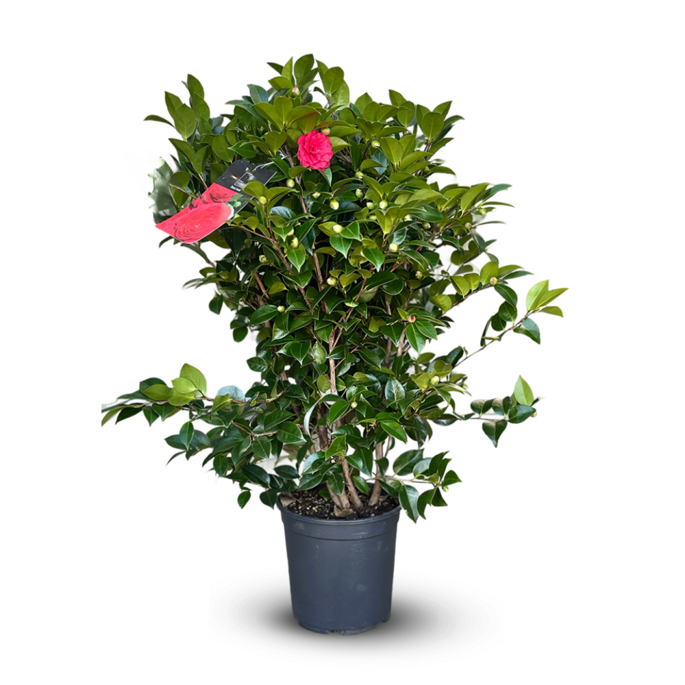 Camellia japonica rouge - plante fleurie - ↕ 110-120 cm - ⌀ 30 cm - plante d'extérieur