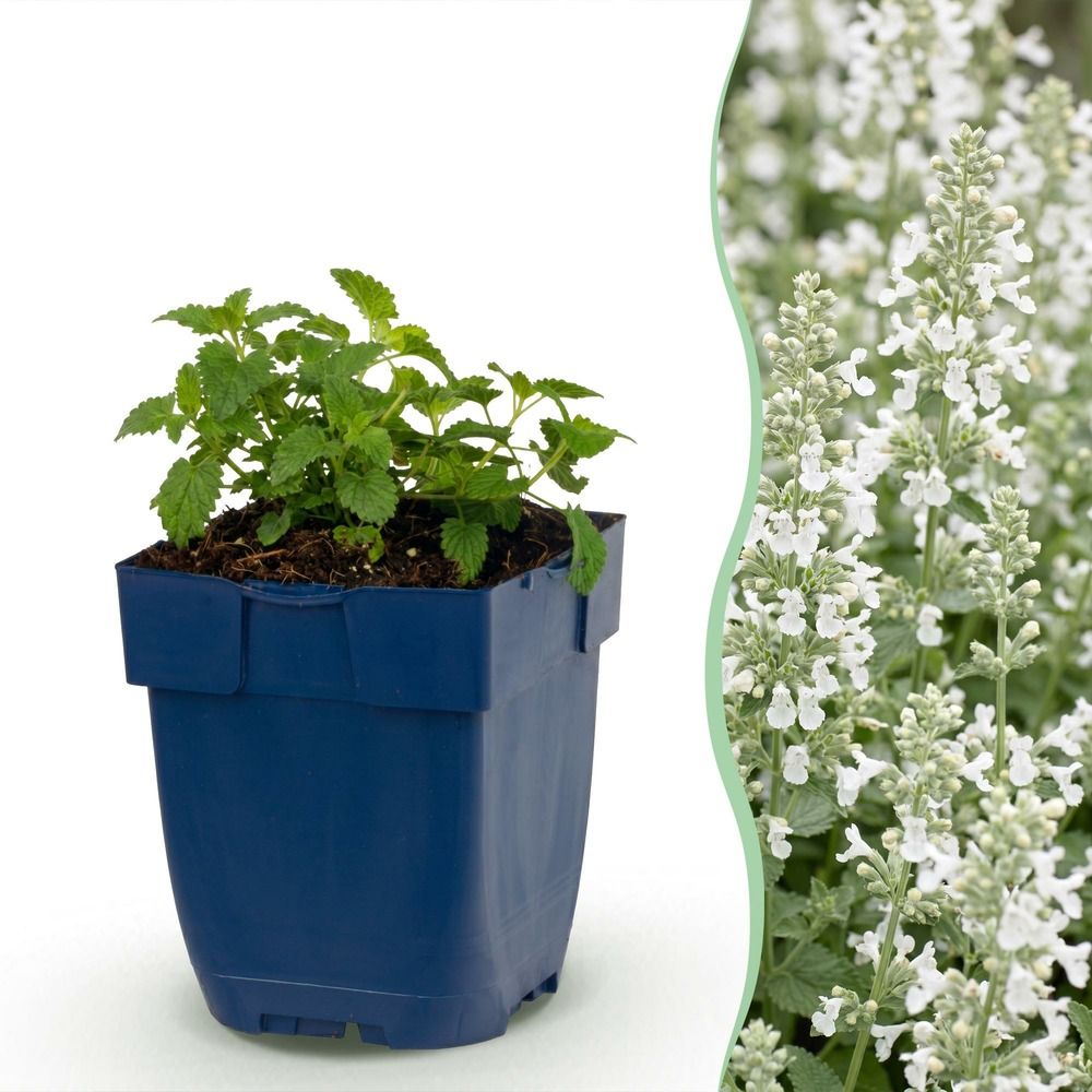 Népéta 'snowflake' - pot 11 cm - hauteur 25 cm