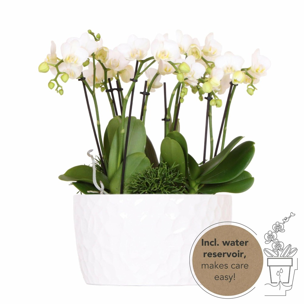 Orchidées blanches et rhipsalis avec réservoir d'eau inclus 35cm - plante d'intérieur
