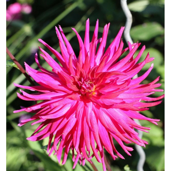 Bulbe de dahlia cactus harry bo sachet de 1 bulbe