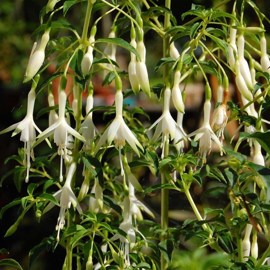 Fuchsia de magellan 'hawkshead' pot de 2l/3l