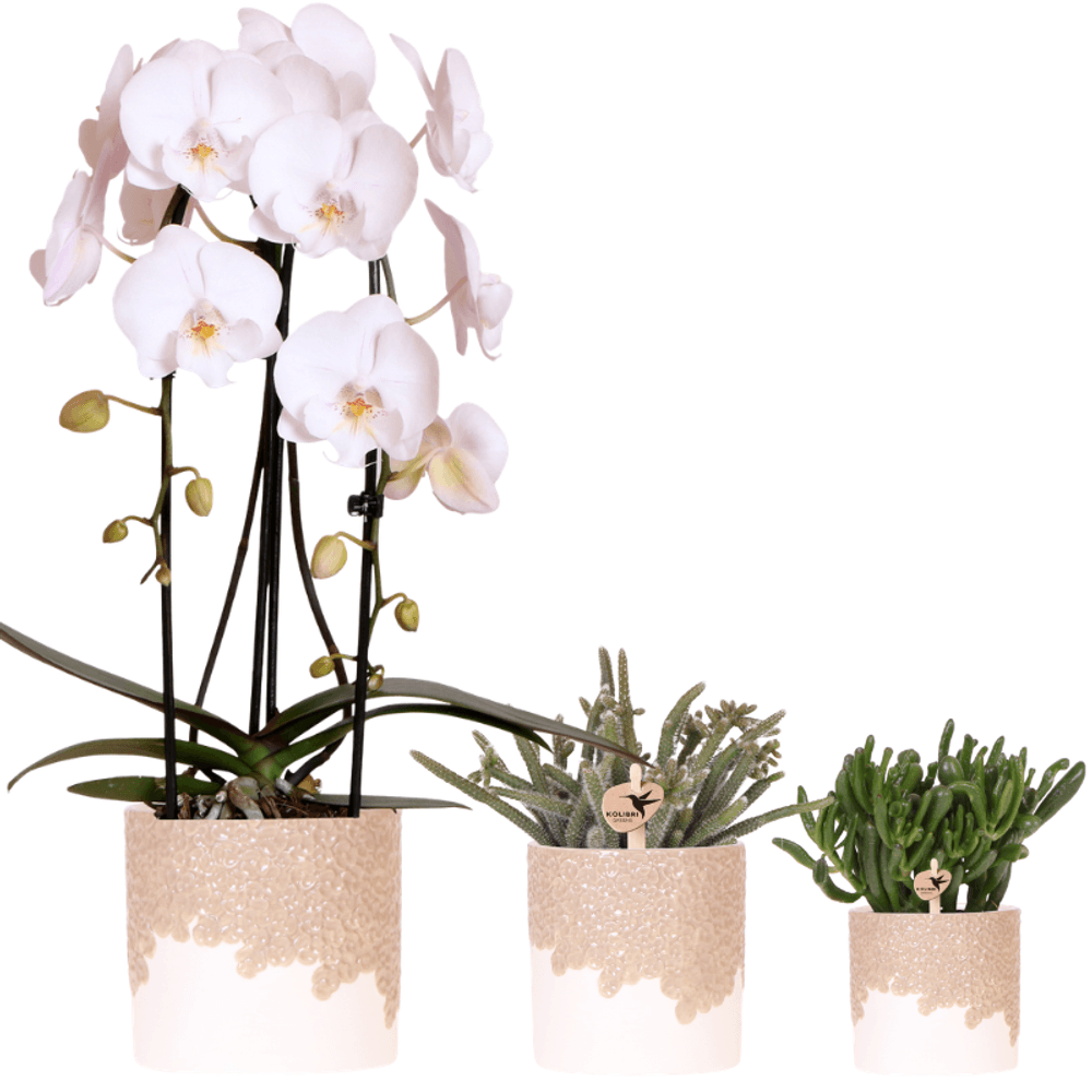 Orchidée phalaenopsis 'niagara falls' blanche (phalaenopsis) - set avec plantes vertes et cache-pots décoratif - plantes d'intérieur