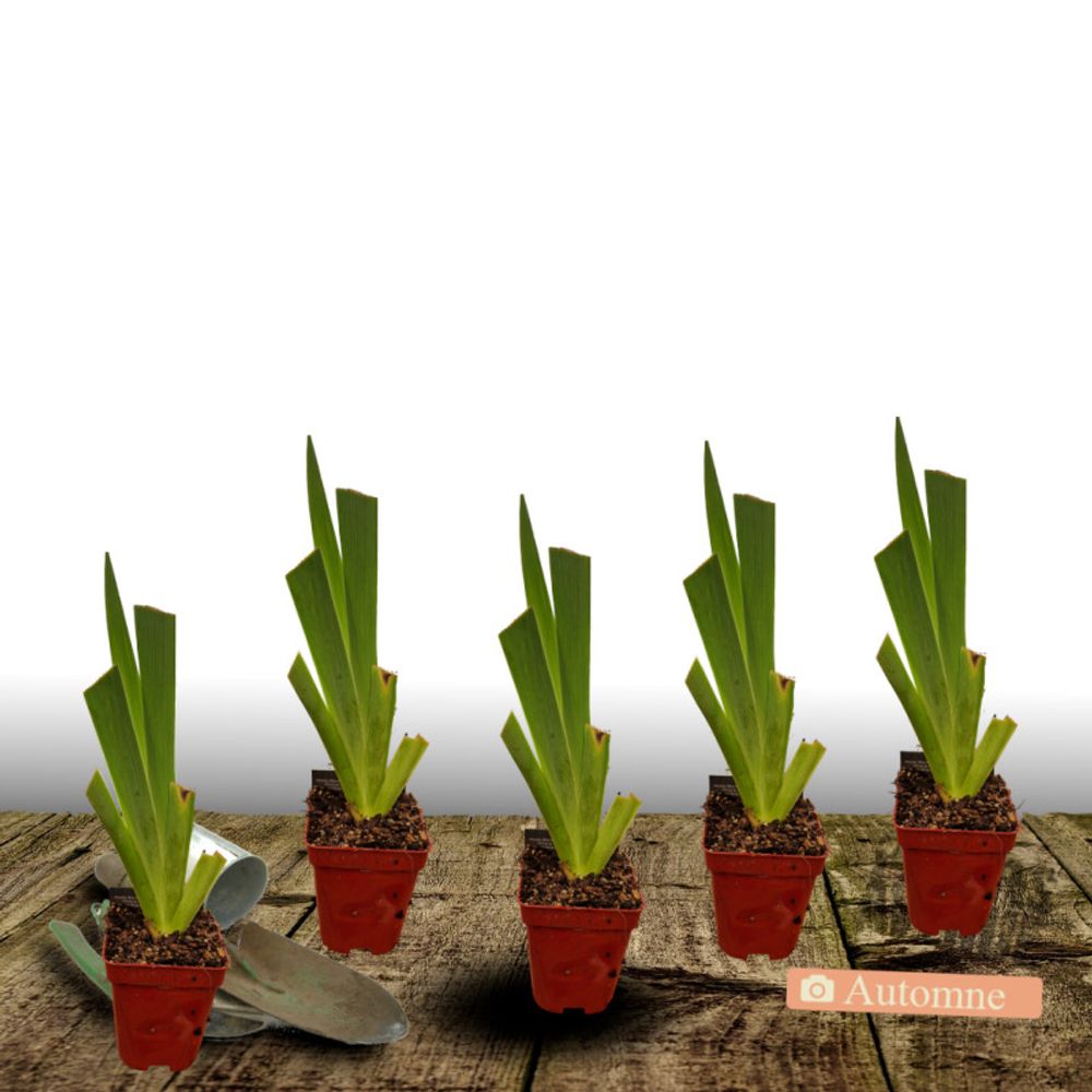 Iris des jardins tuxedo lot de 5 godets