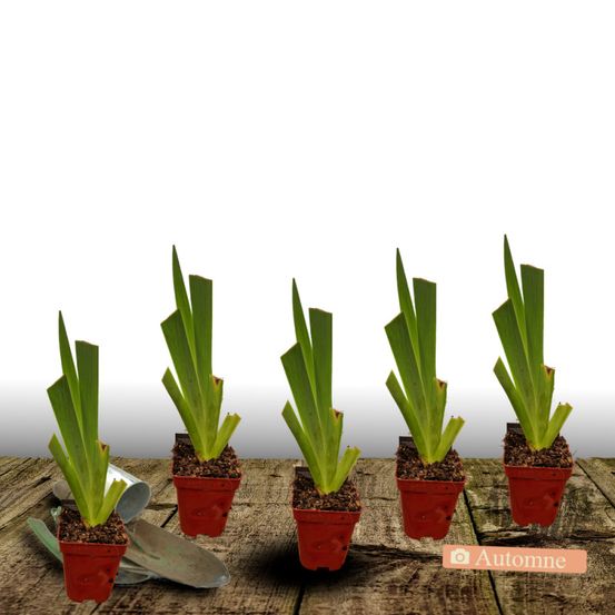 Iris des jardins tuxedo lot de 5 godets