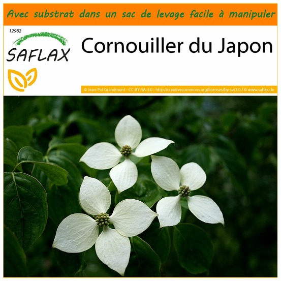 Garden in the bag - cornouiller du japon - 30 graines - cornus kousa var. Chinensis