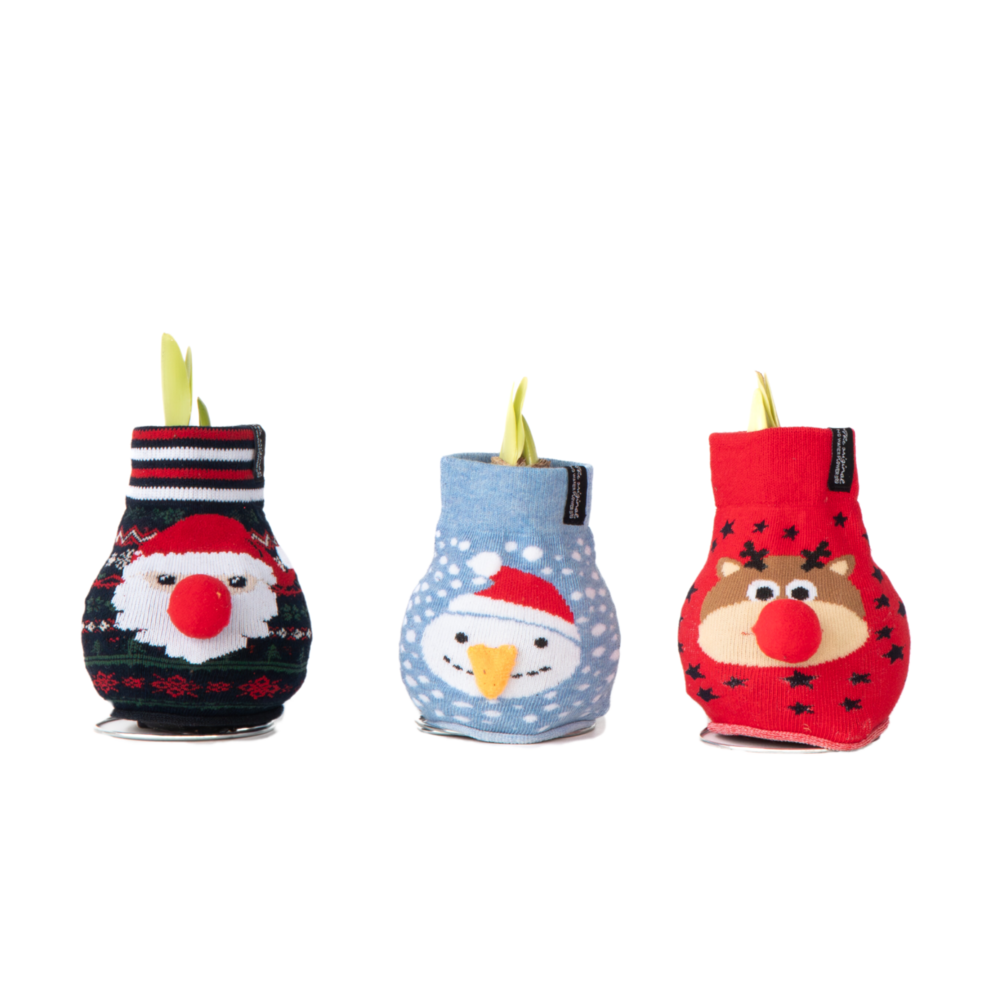 Amaryllis - set de 3 - hippeastrum 'xmas sweater mix' - bulbe de fleur - rouge