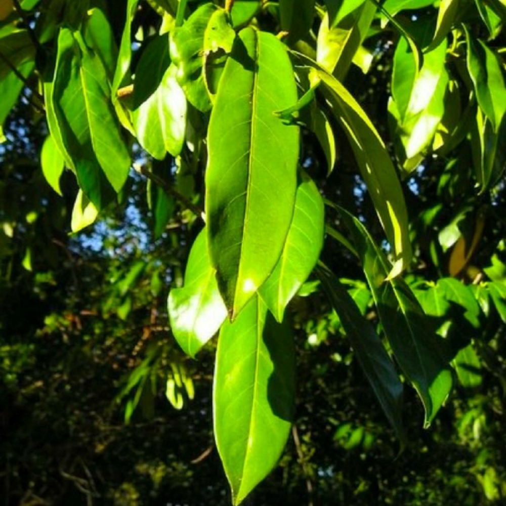Laurier cerise ou laurier palme du caucase (prunus laurocerasus 'caucasica')
