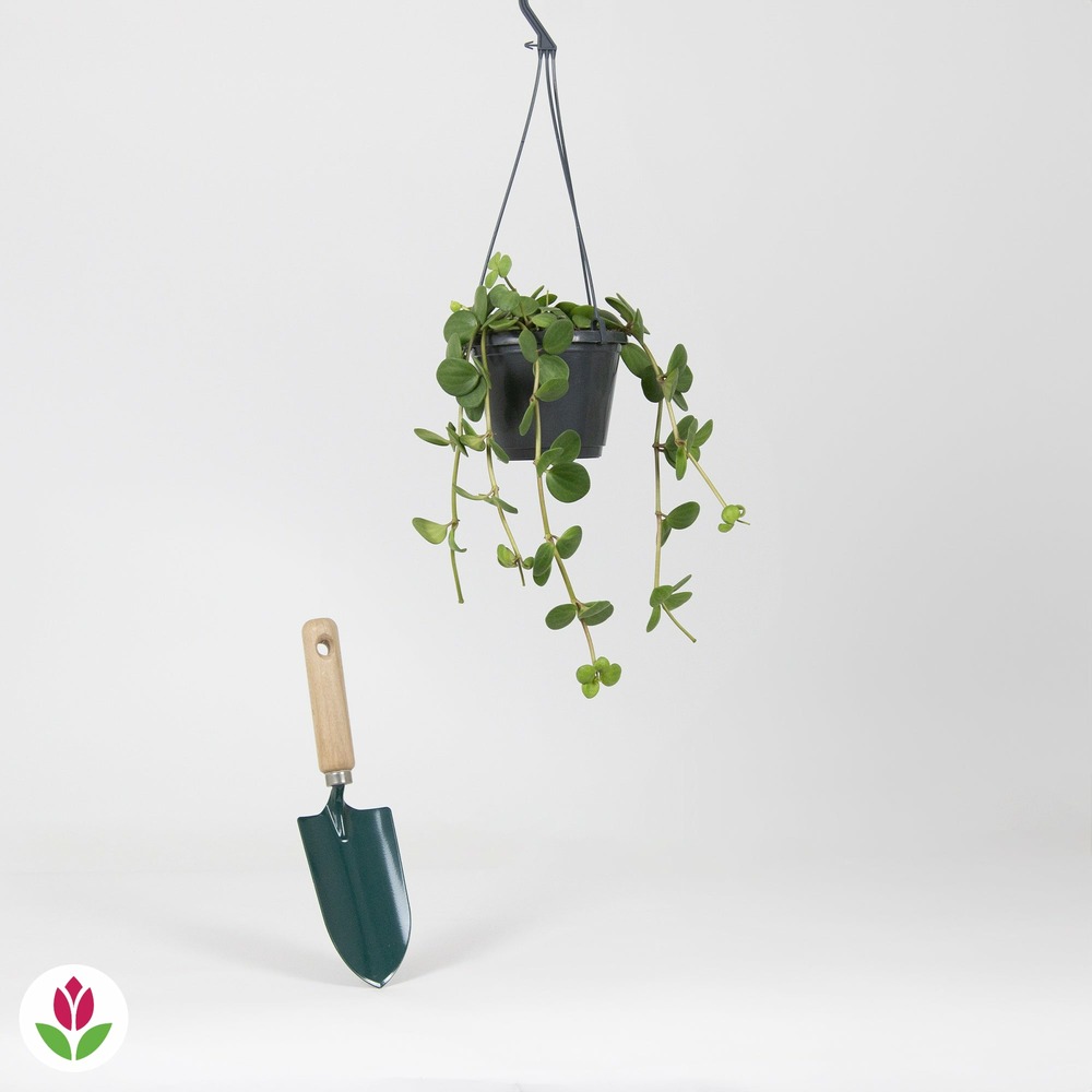 Pépéromia ' hope' à feuilles rondes - le pot / ø 14cm/ plante suspendue