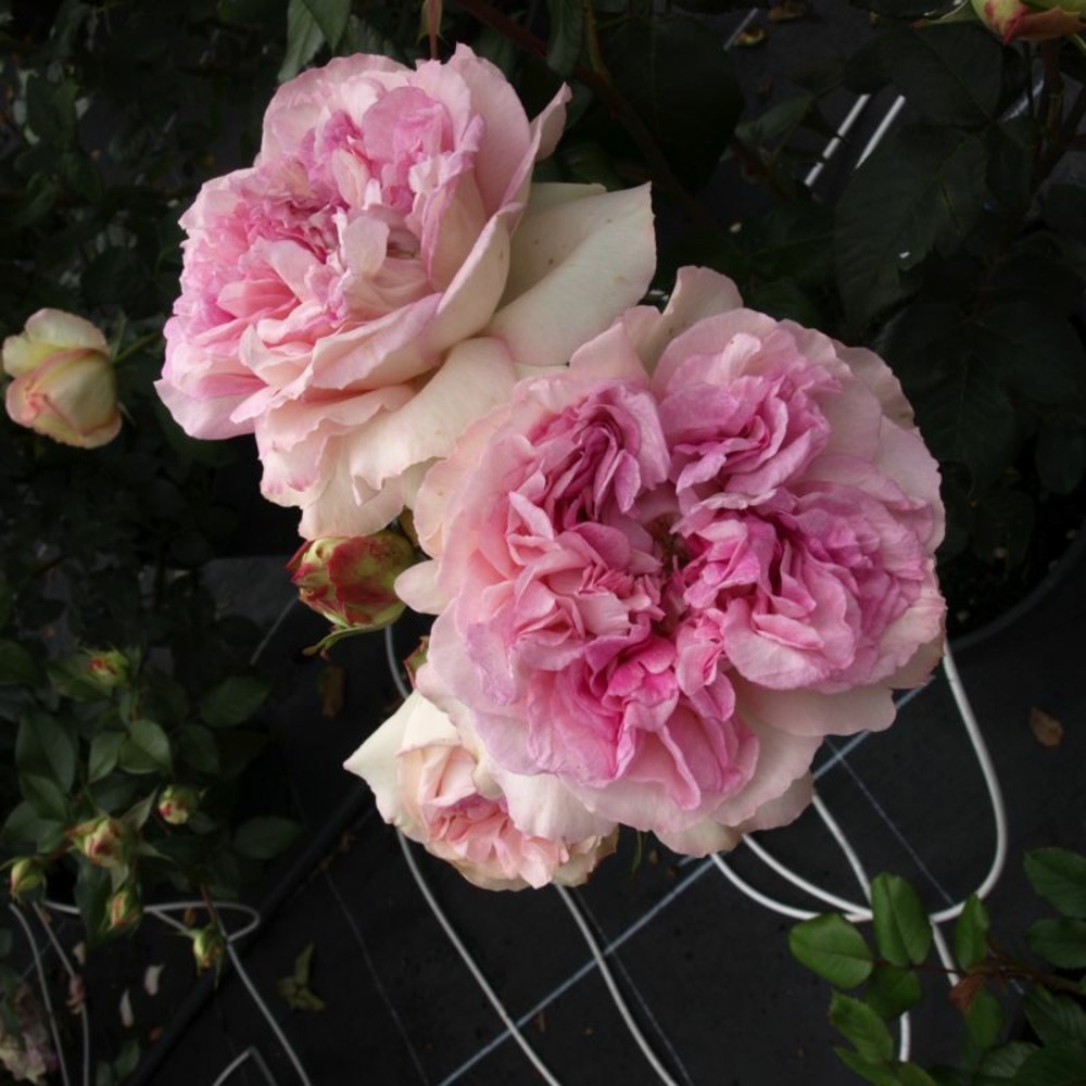 Rosier 'borneo odore' ® (rosa 'borneo odore' ®)