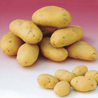 80 pommes de terre : variétés pour 6 mois de récolte, les 80 plants