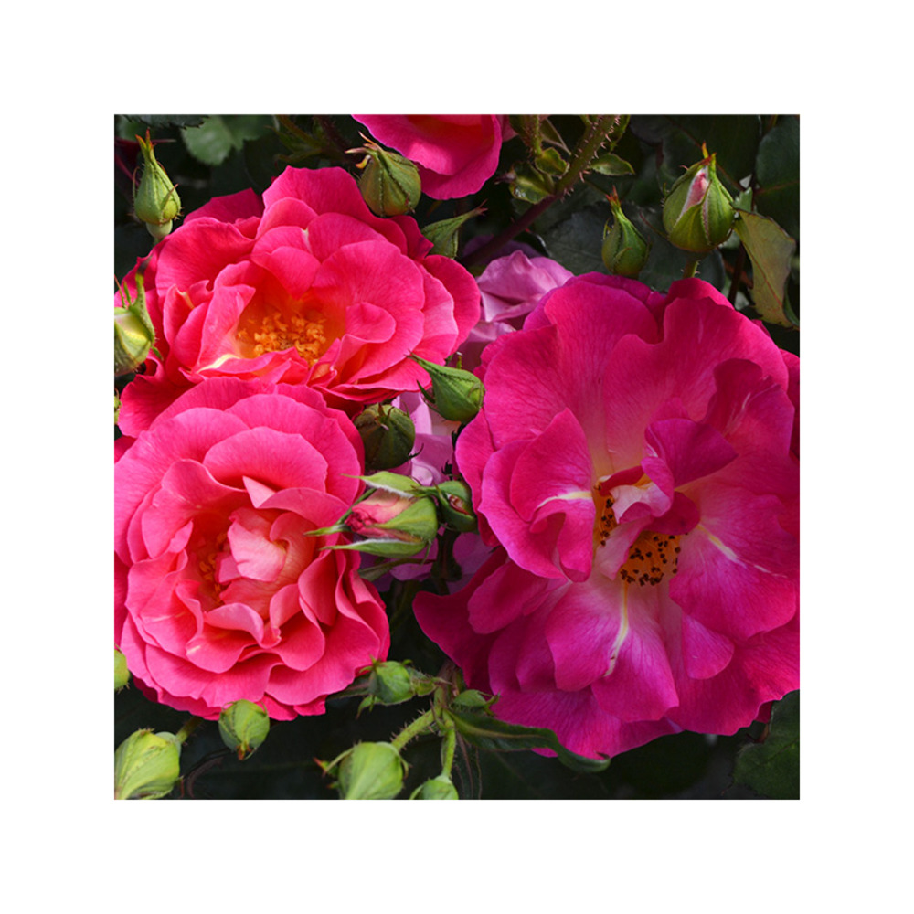 Rosier ville de courbevoie® evegrific conteneur 5 litres