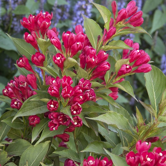 Weigela 'all summer red' pot de 7,5l/10l