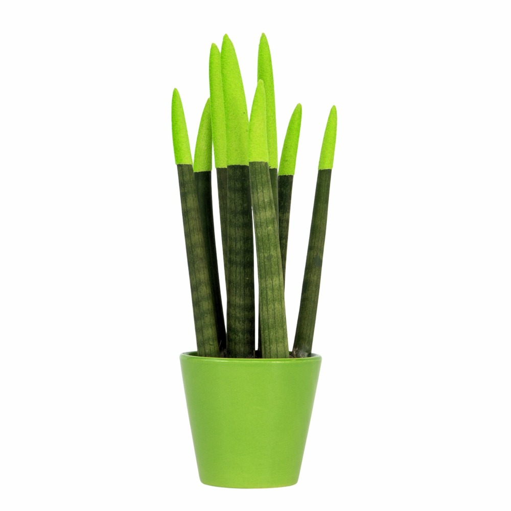 Sansevieria cylindrique - hauteur 20-40cm - pot 9cm