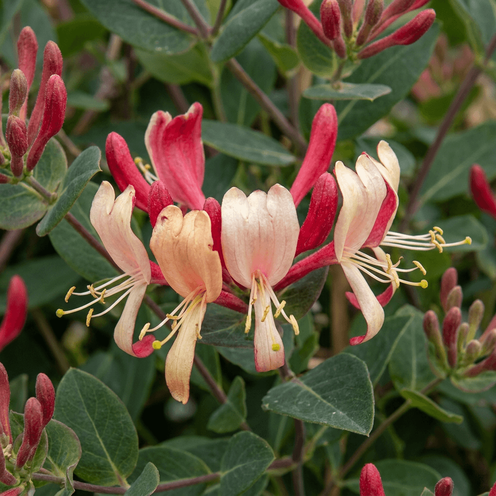 Chèvrefeuille des bois tardif - grimpante parfumée - plante d'extérieur