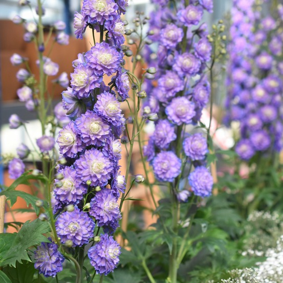 Delphinium highlander® bolero - la pièce en racine nue