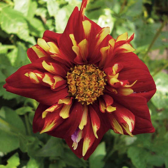 Dahlia collerette 'impression festivo' bulbe calibre i