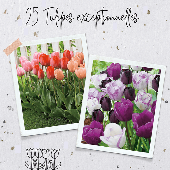 Offre fabre : 60 tulipes doubles hâtives
