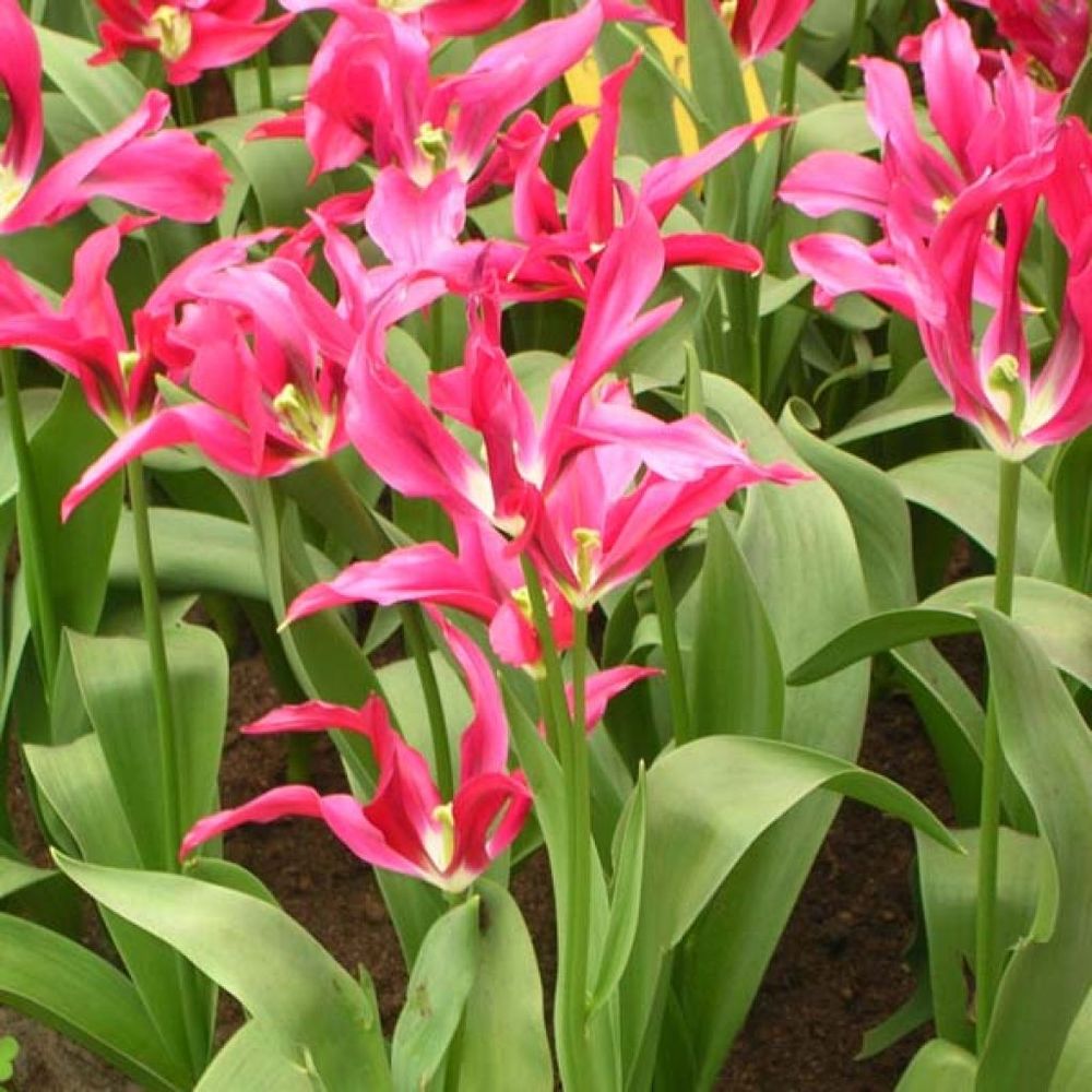Tulipe viridiflora 'doll's minuet' bulbe calibre 11+ (par 10)