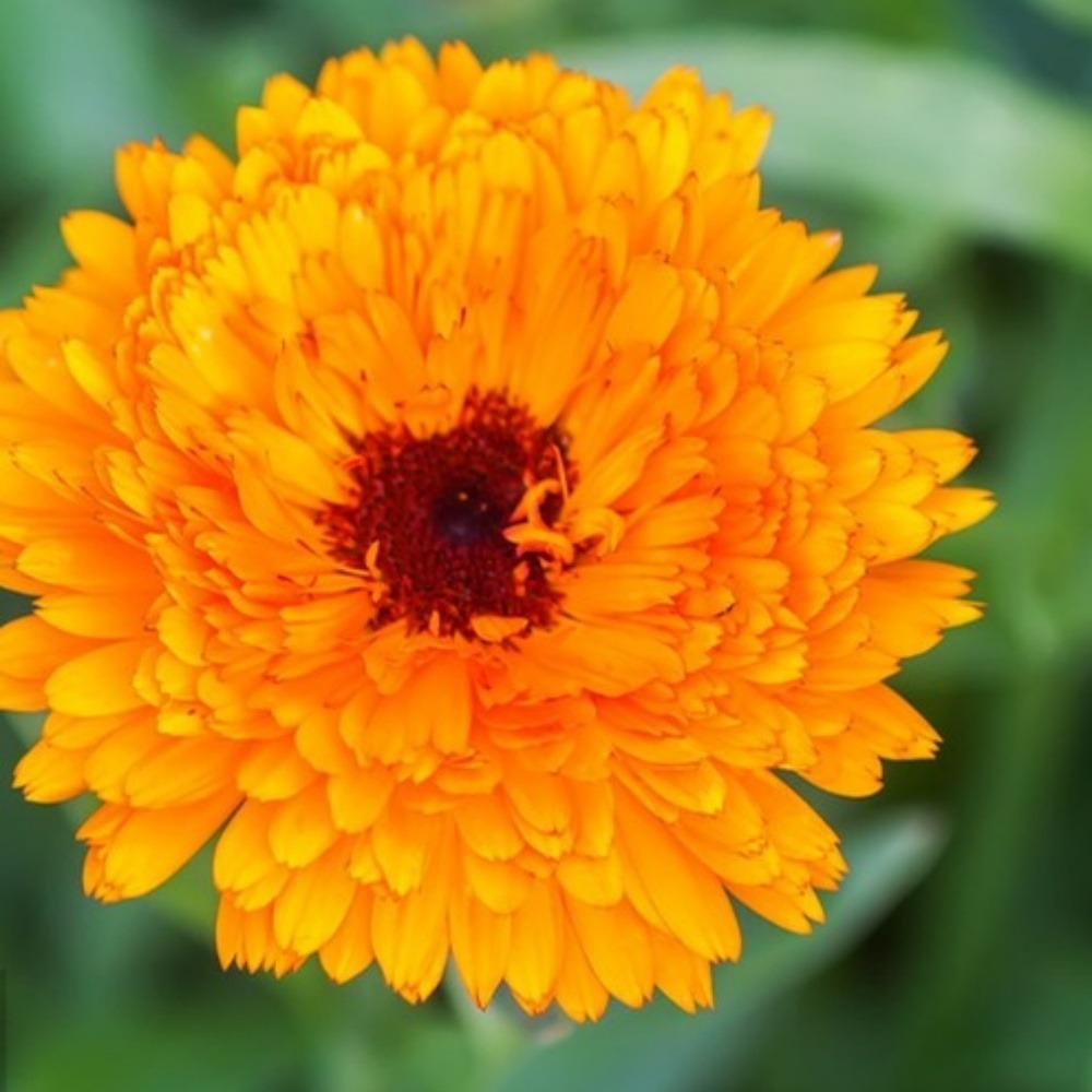 Graines de fleurs, graines de pot marigold en couleurs mélangées, environ 110 graines par paquet, 5 paquets