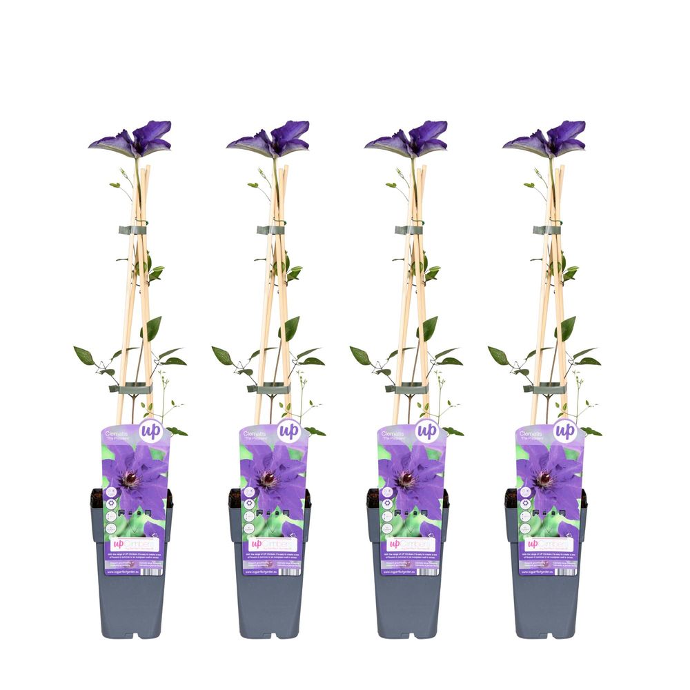 Lot de 4 - clematis the president - h65 cm - ø15 cm - plante d'extérieur