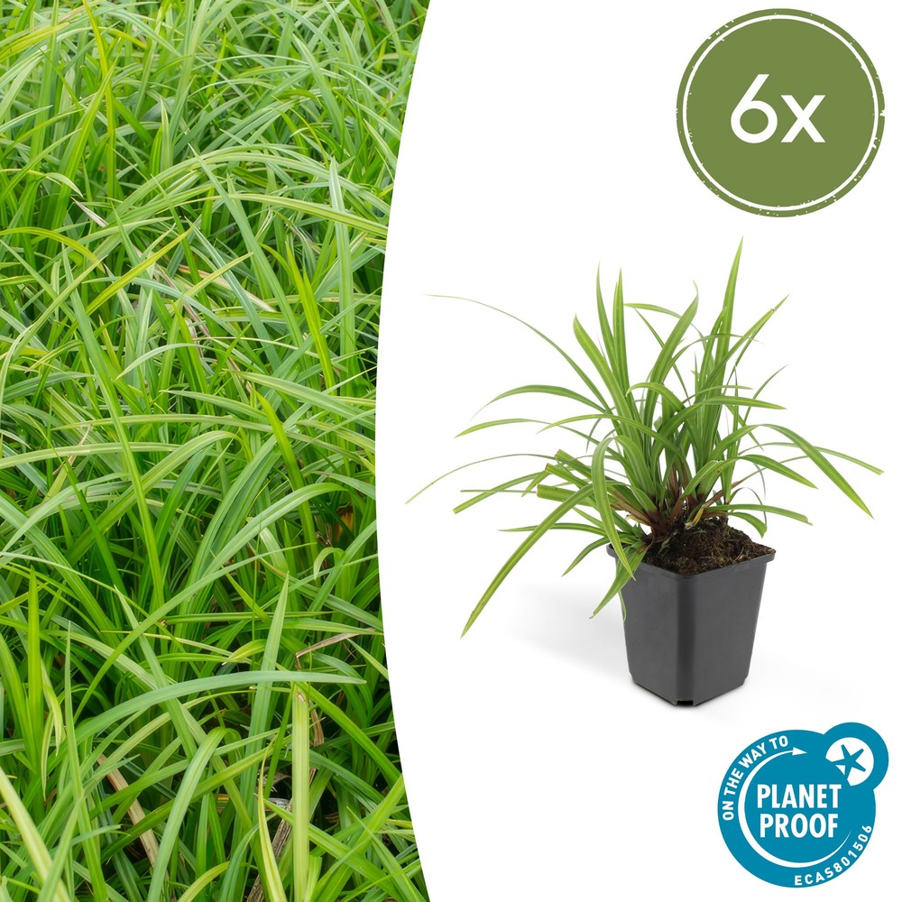 Carex laîche morrowii 'irish green' x6 – entre 0,38 et 0,5m2
