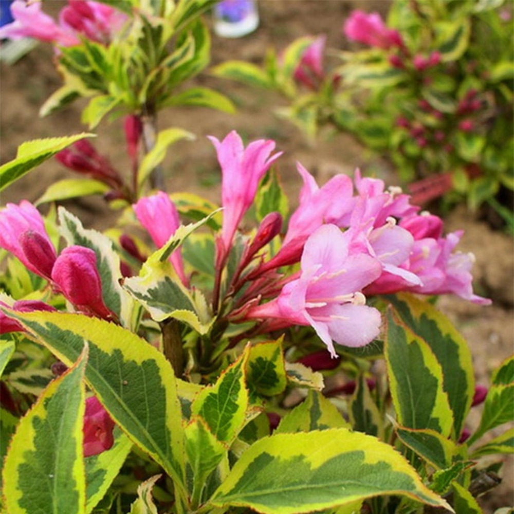 Weigela florida magical® rainbow 'kolmagira' pot de 3l/4l