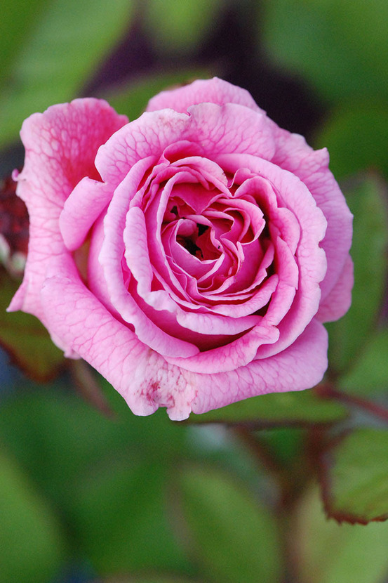 Rosier parfuma 'madame de maintenon' ? - en pot de 4 litres