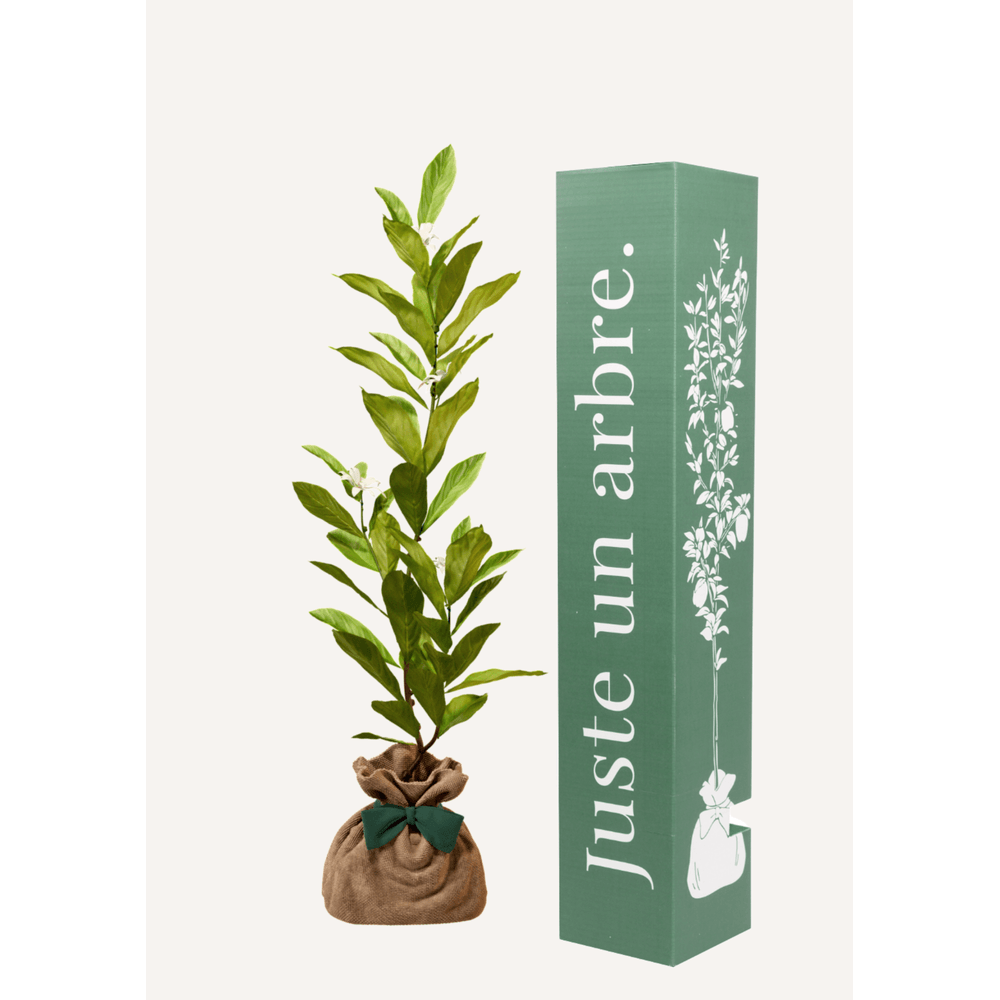 Magnolia etoilé | cadeau idéal : naissance, crémaillère, mariage, anniversaire, baptême