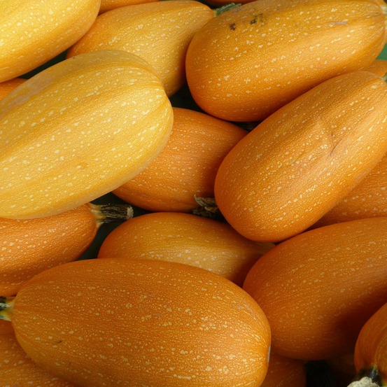 Plant de courge spaghetti godet
