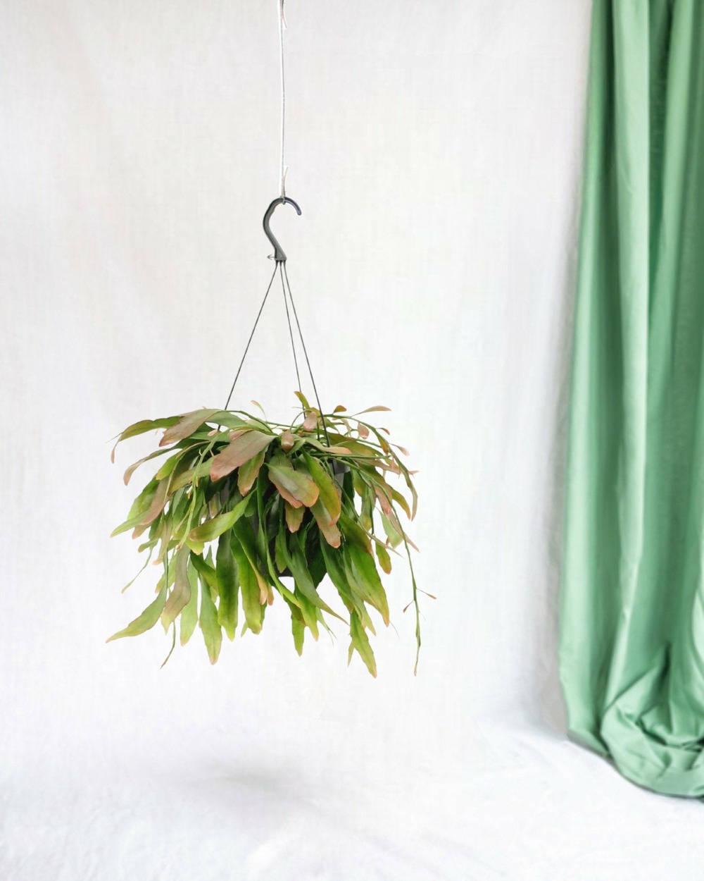 Rhipsalis rouge coral - h25 cm - ø17 cm