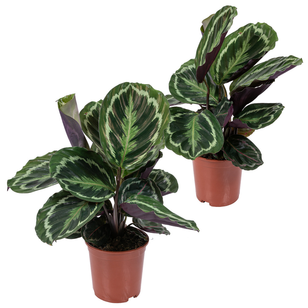 Lot de 2 - calathea medallion - plante paon - plante d’intérieur - 40-50 cm de haut - pot 14 cm