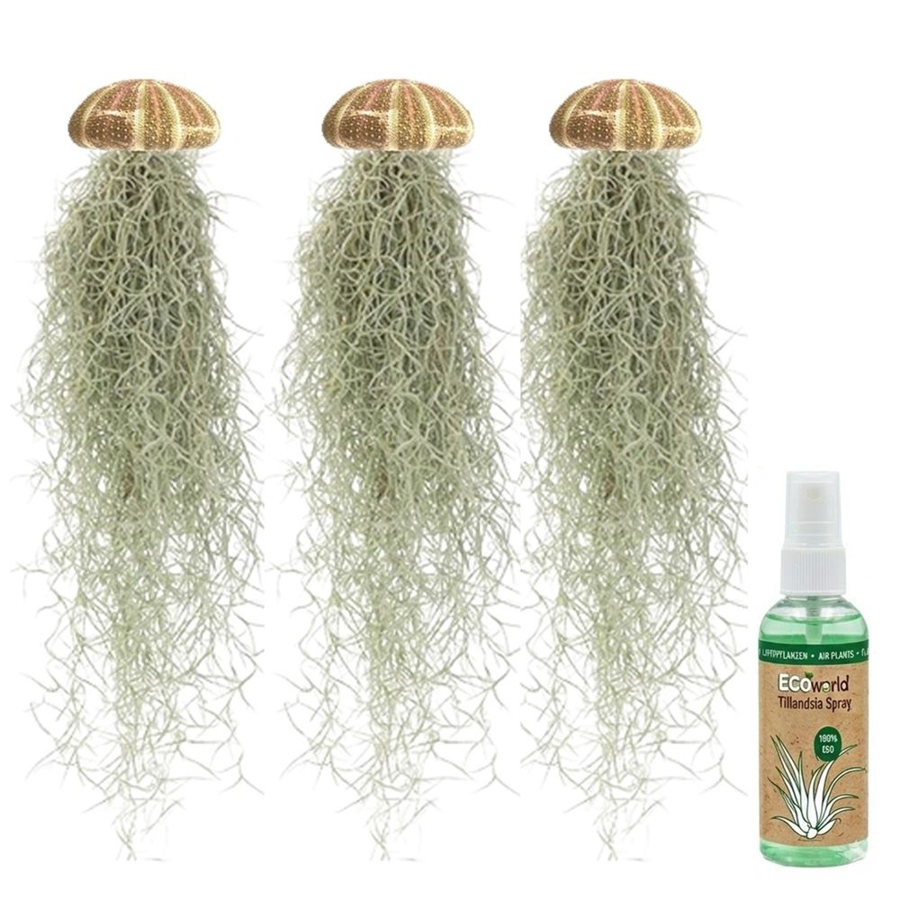Lot « jelly fish » - 3 plantes méduses avec tillandsia