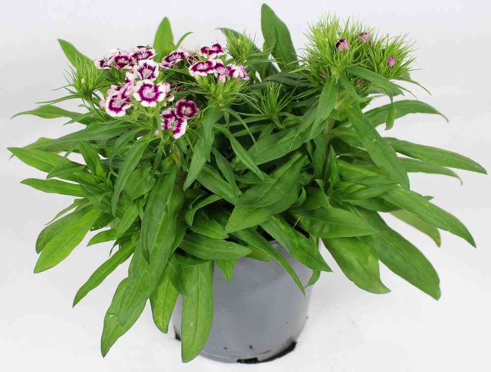 Oeillet de poete pot 2 l