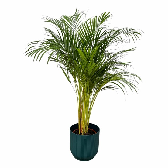 Grand palmier areca et son pot - hauteur 85cm