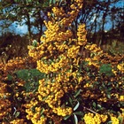 3 pyracantha jaune, les 3 pots / ø 9cm / hauteur livrée 30-40cm