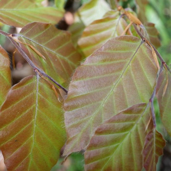 Hêtre commun dawyck purple, fagus pot de 15l - baliveau