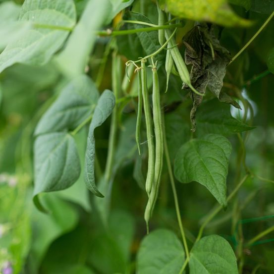 Haricot vert 'contender' le sachet de 150 graines environ (100g)