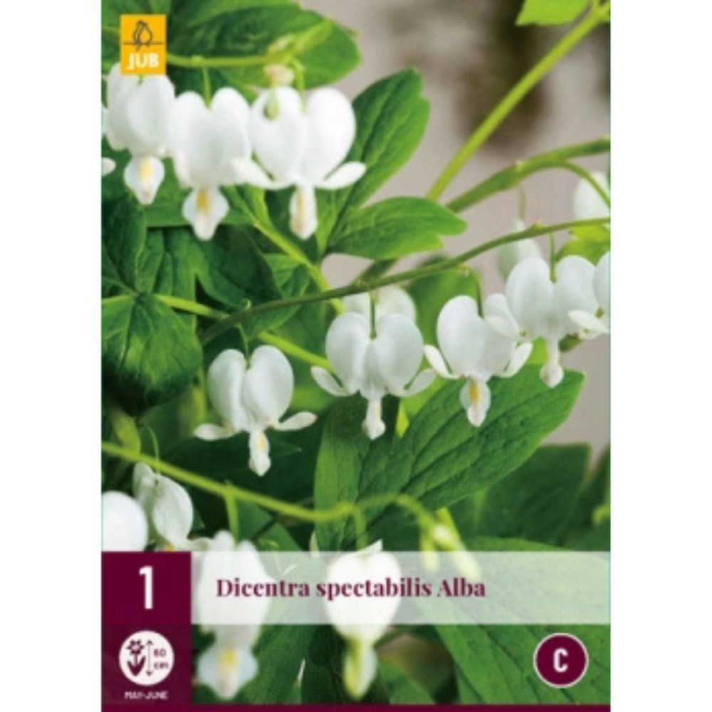 1 dicentra spectabilis alba blanc