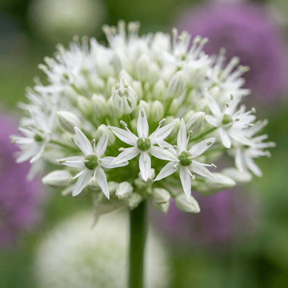 Ail d'ornement 'mount everest' (allium) - floraison estivale - calibre 16/18 - 24 bulbes