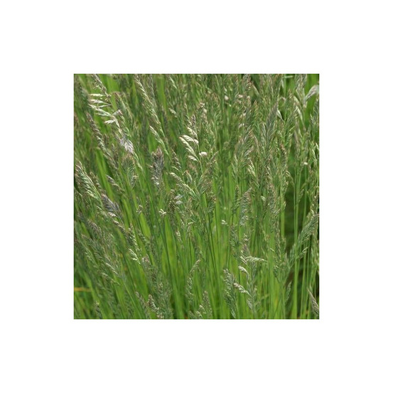 Fétuque ovine godet - 5/20 cm