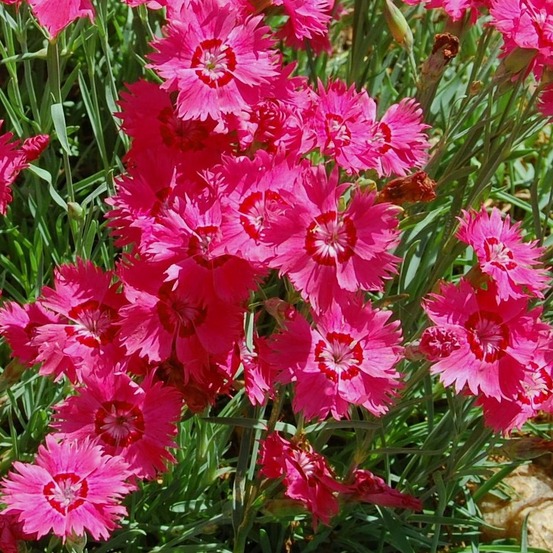 Œillet à delta, œillet couché 'brilliant' godet de 7/8 cm