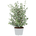 Eucalyptus gunnii - gommier - arbuste - persistante – ⌀17 cm - ↕40-50 cm