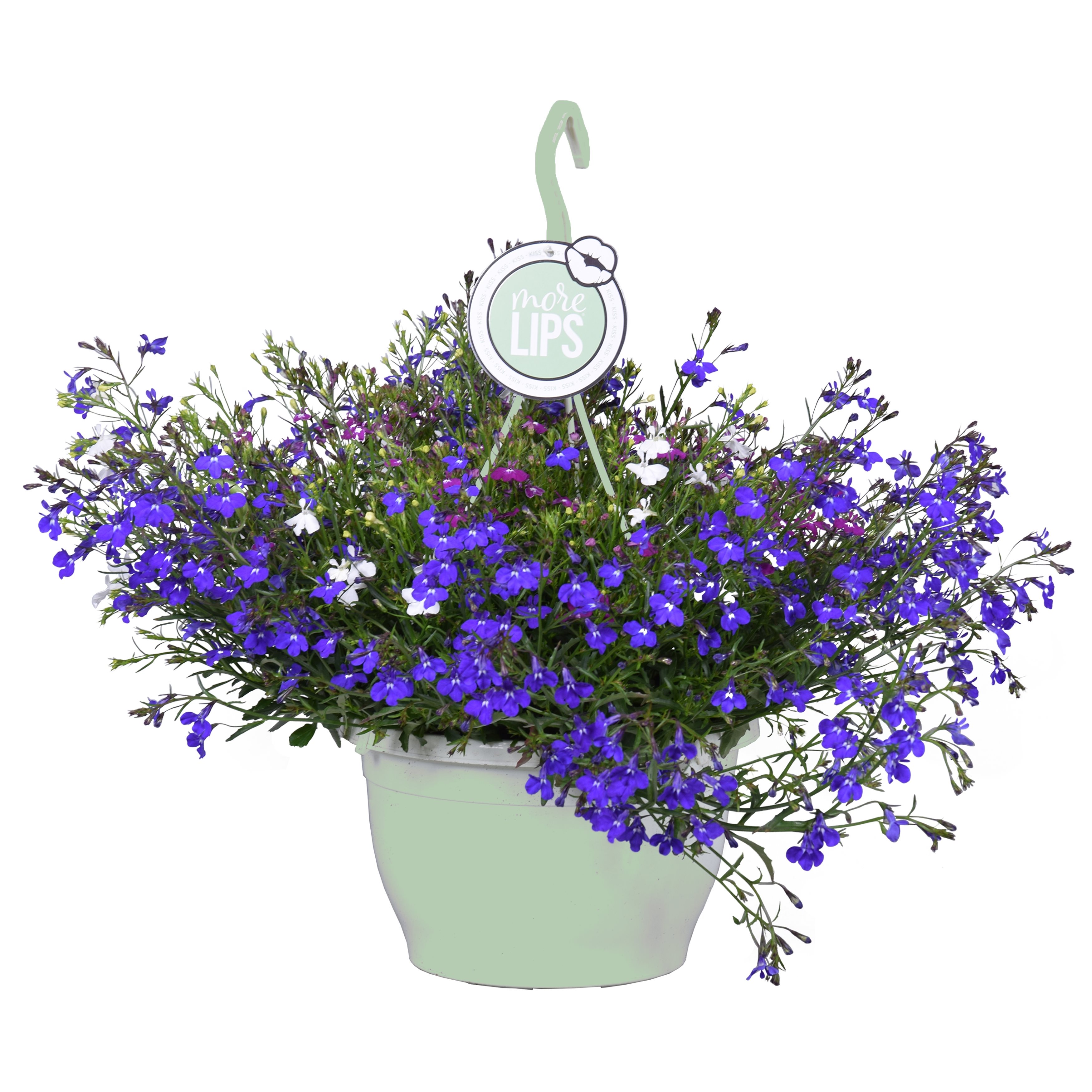 Lobeilia blue - plantes à massif en pot suspendu - ⌀25 cm - ↕45-55 cm