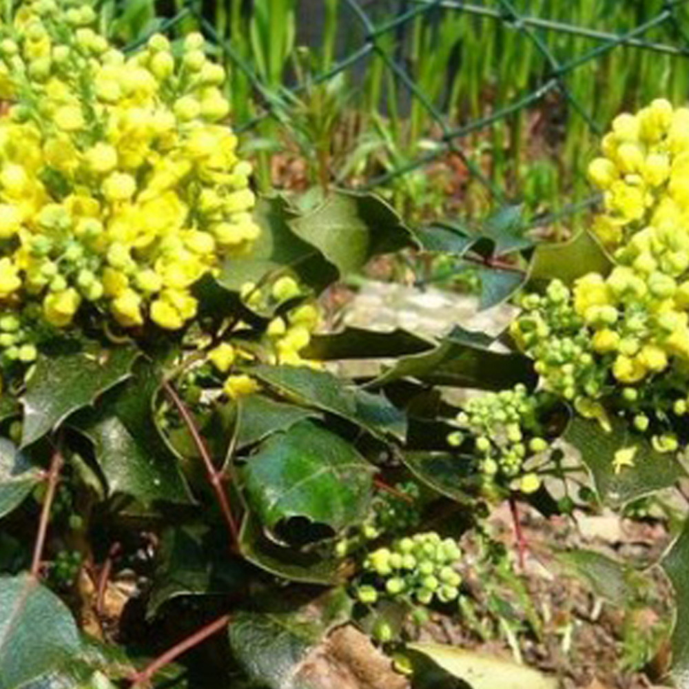 Mahonia à feuilles de houx 'apollo' - mahonia aquifolium 'apollo' - 25-30 cm pot