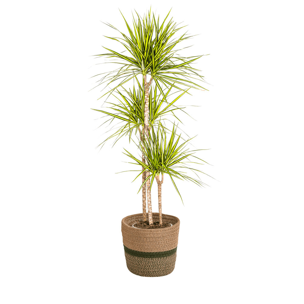 Dracaena marginata sunray avec cache-pot ø24cm - ↕130 - 150cm - plantes d'intérieur