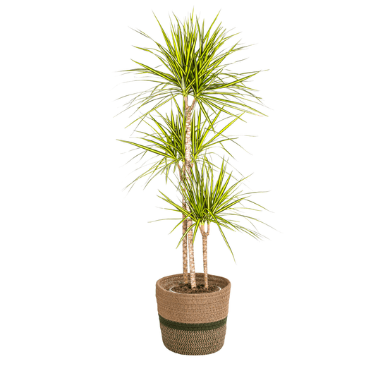 Dracaena marginata sunray avec cache-pot ø24cm - ↕130 - 150cm - plantes d'intérieur