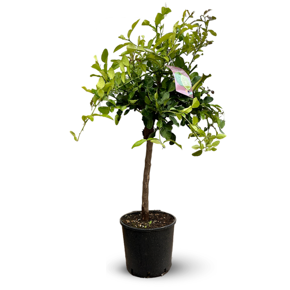 Combava - agrume méditerranéen - arbre fruitier - ↕ 110-120 cm - ⌀ 24 cm